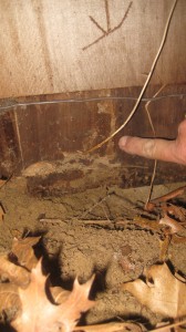 Termites-eating-into-shingles1[1]